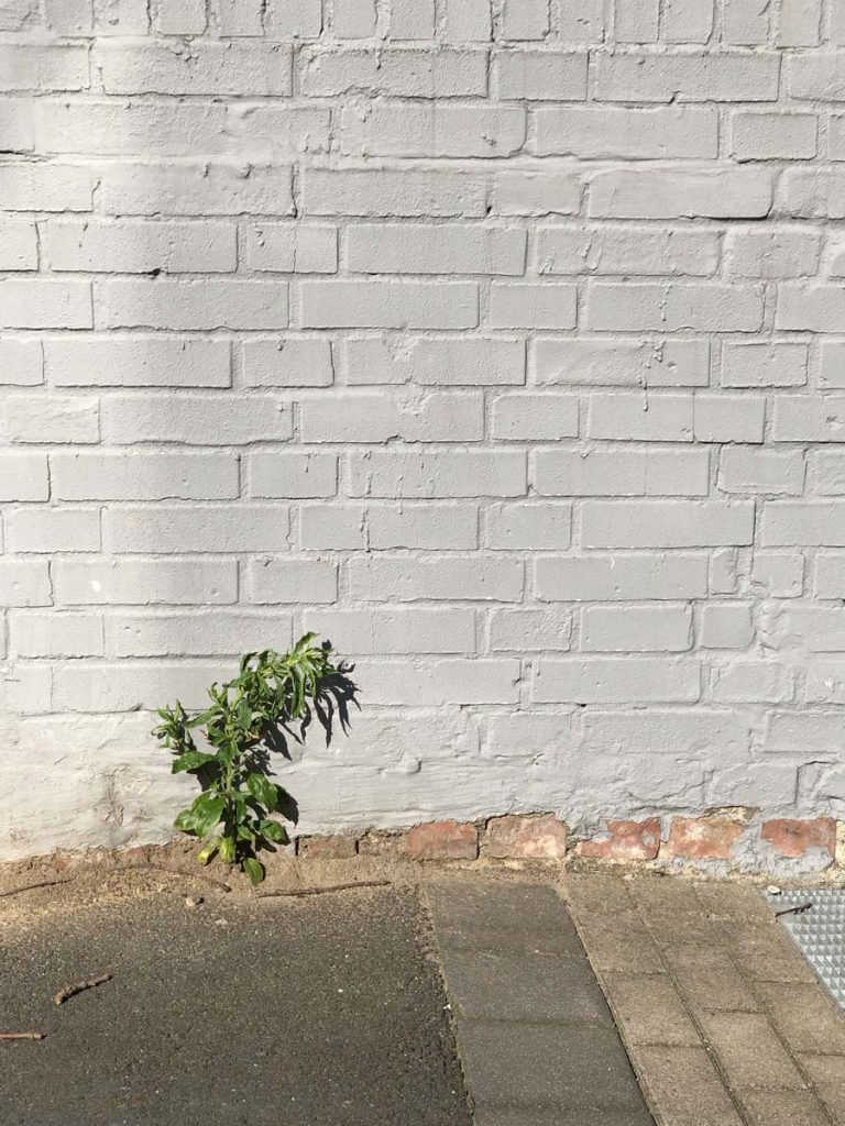Pflanze auf dem Bürgersteig